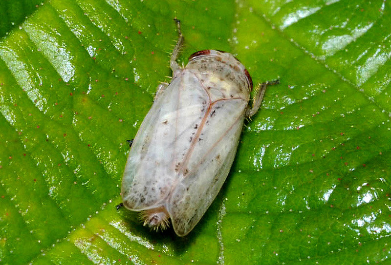 Cicadelidae da det.